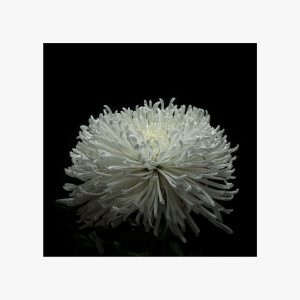 Fotografia crisantemo fiori still life