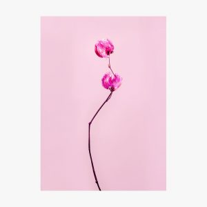 Flamingo Fotografia Arte