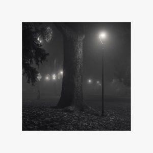 A Tree And A Pole Giardini notte sguardo fotografie
