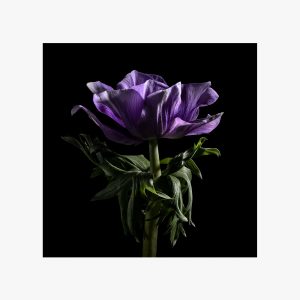Fotografia Viola anemone Squared fiori still life