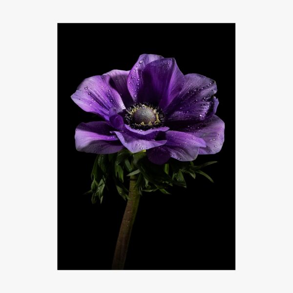 Fotografia Viola anemone 3