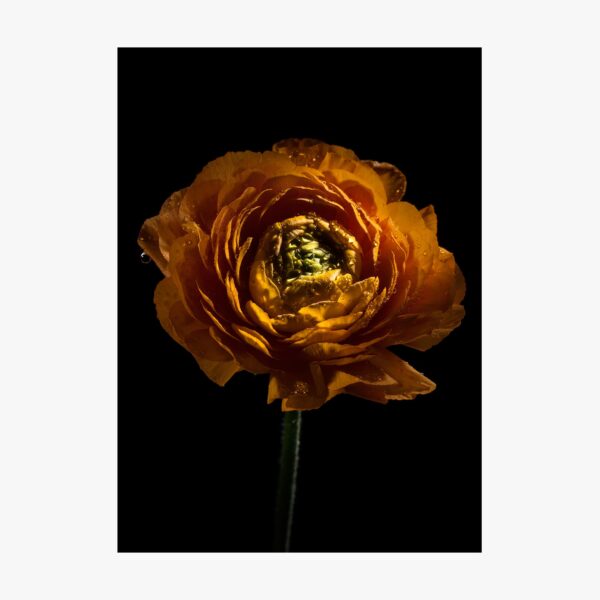 Fotografia fiore Ranuncolo arancione