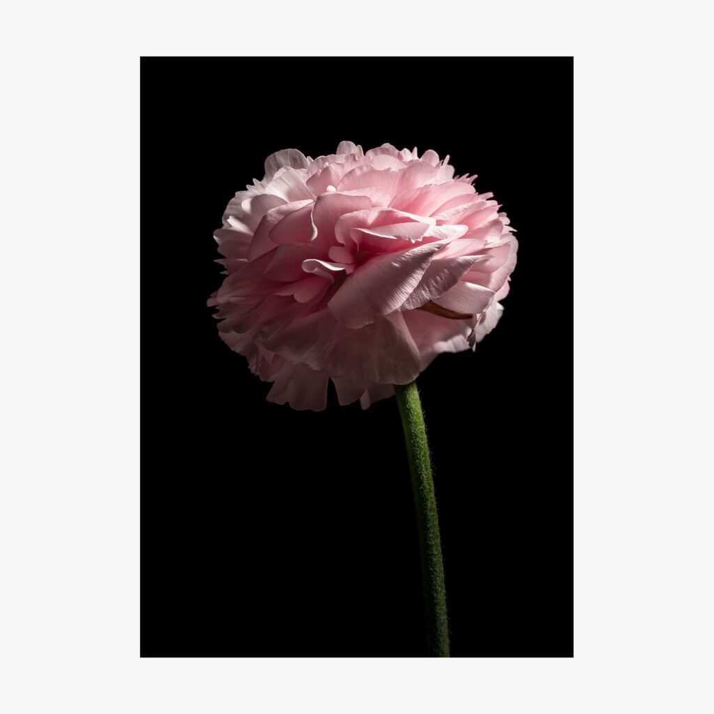 Ranuncolo Persiano Fiori Rossi E Rosa Del Mazzo Del Ranunculus in Vaso