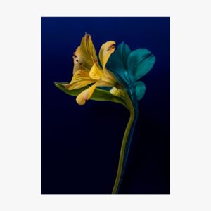 Iris 02 fiori piante still life