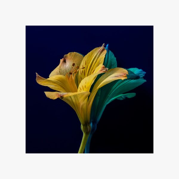 Iris 03 piante fiori still life