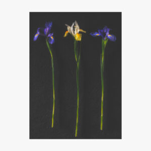 Fotografia iris fiori still life