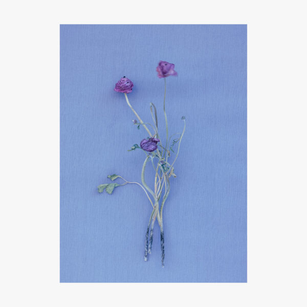 Fotografia purple ranunculus fiori still life