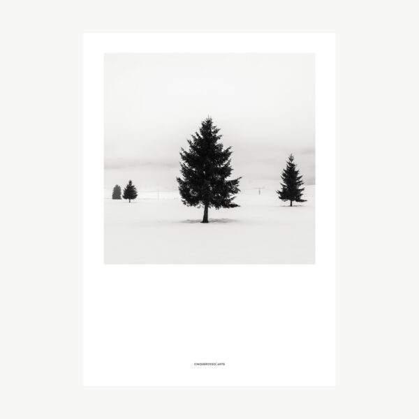 black and white photograph of pine trees in the snow