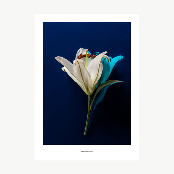 photographic work depicting a lily reflected on a blue surface