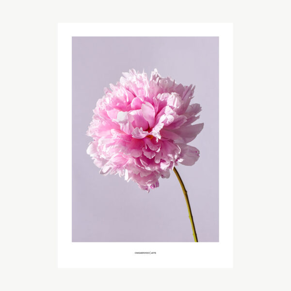 opera fotografica fiore rosa su sfondo rosa pastello
