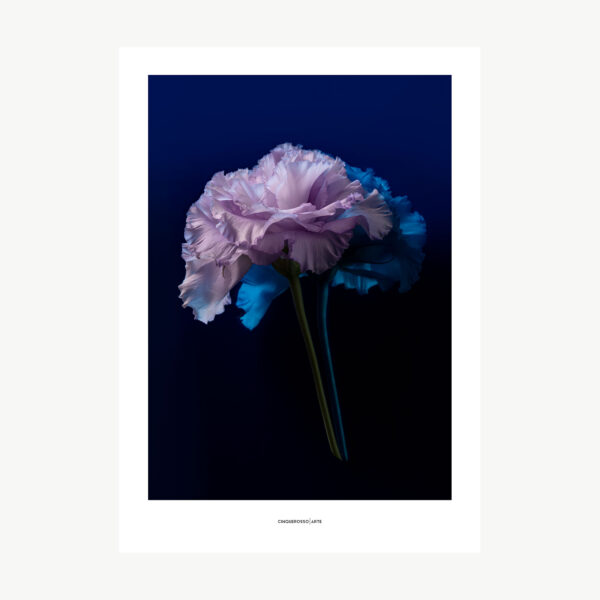 opera fotografica fiore rosa e viola su plexiglass blu