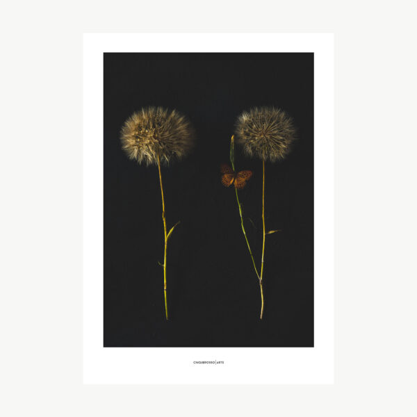 photography of dandelion flowers on black background with butterfly