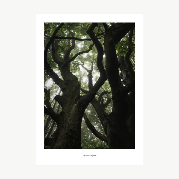 opera fotografica giungla con grande albero con molti rami
