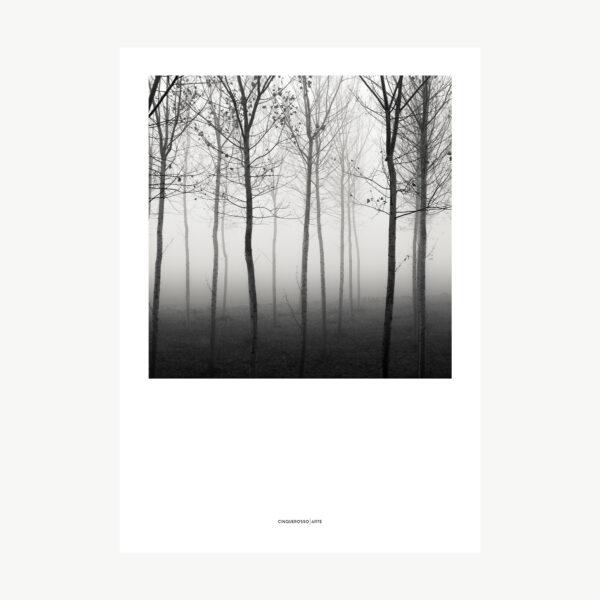 Forest of Destiny – Study15 poster photography black and white